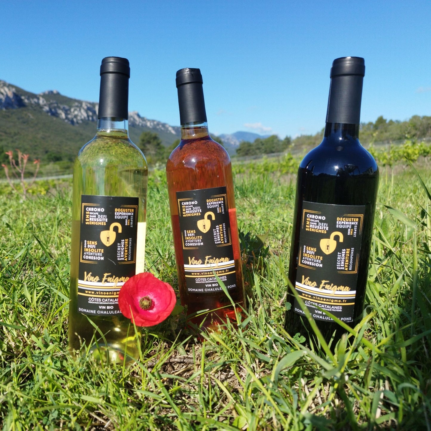 VINO ENIGMA BLANC